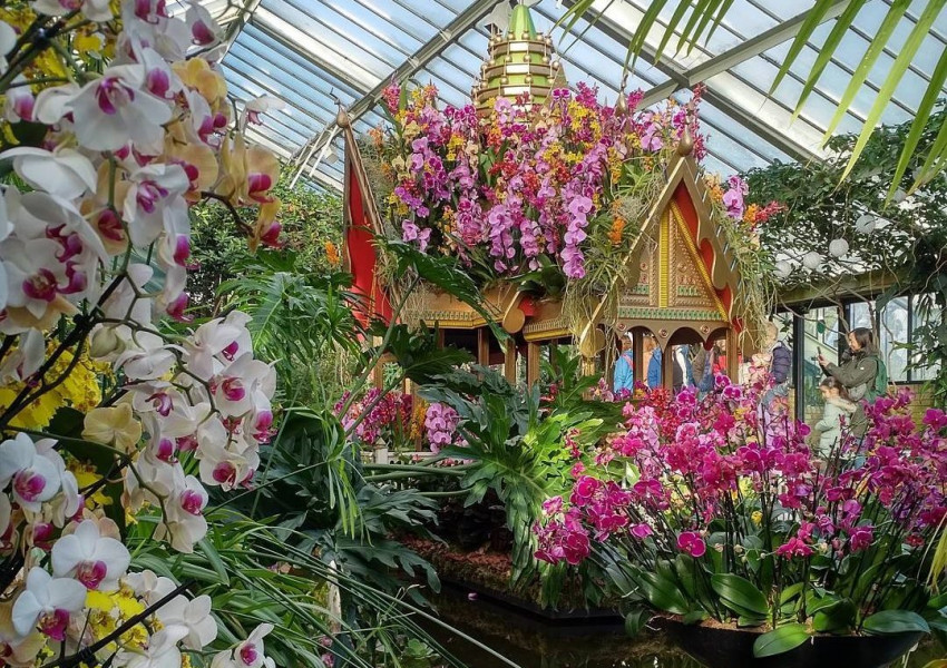 Фестивалът на орхидеите се завръща в "Kew Gardens" (СНИМКИ)